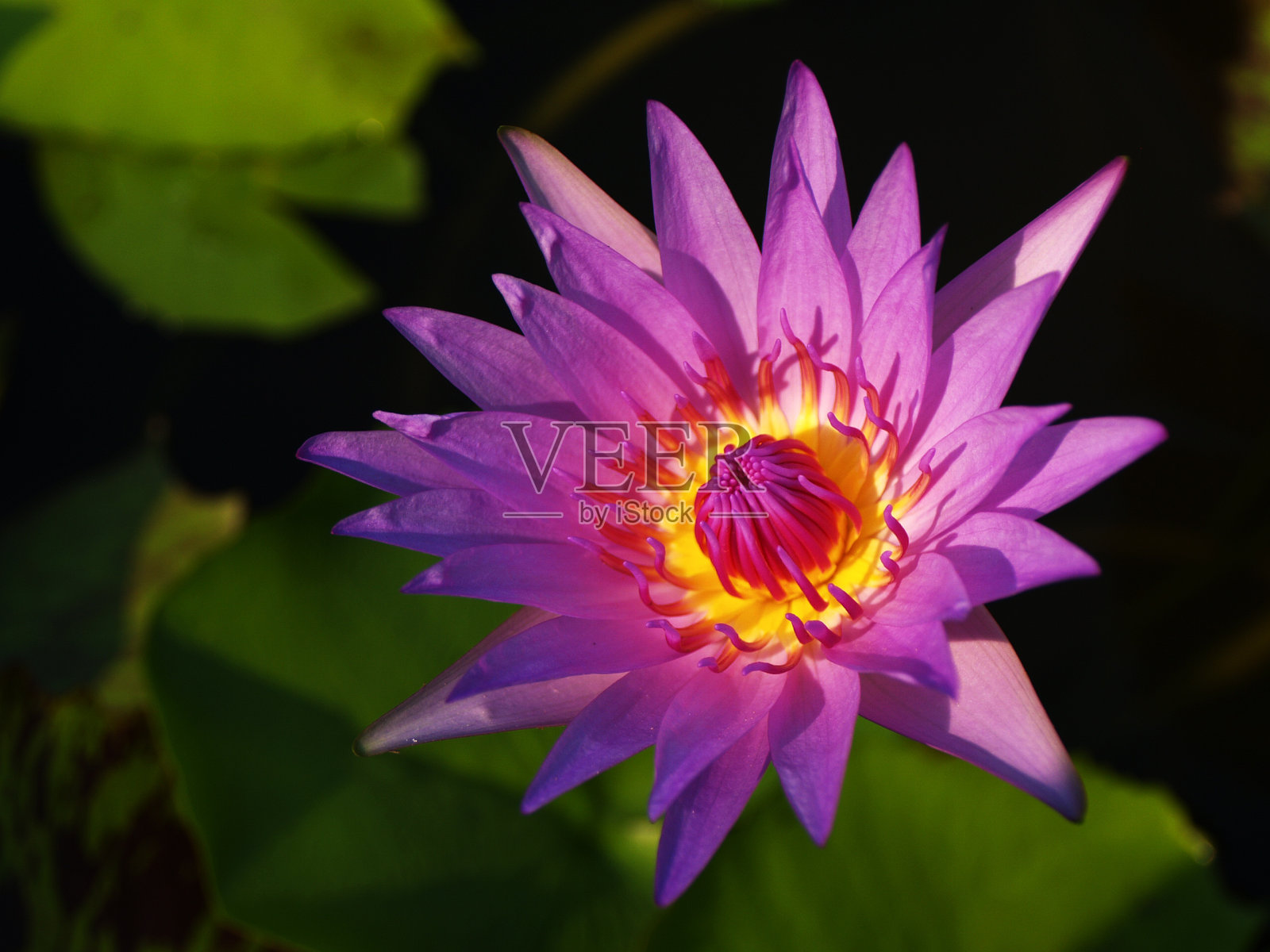 紫莲花的特写照片摄影图片