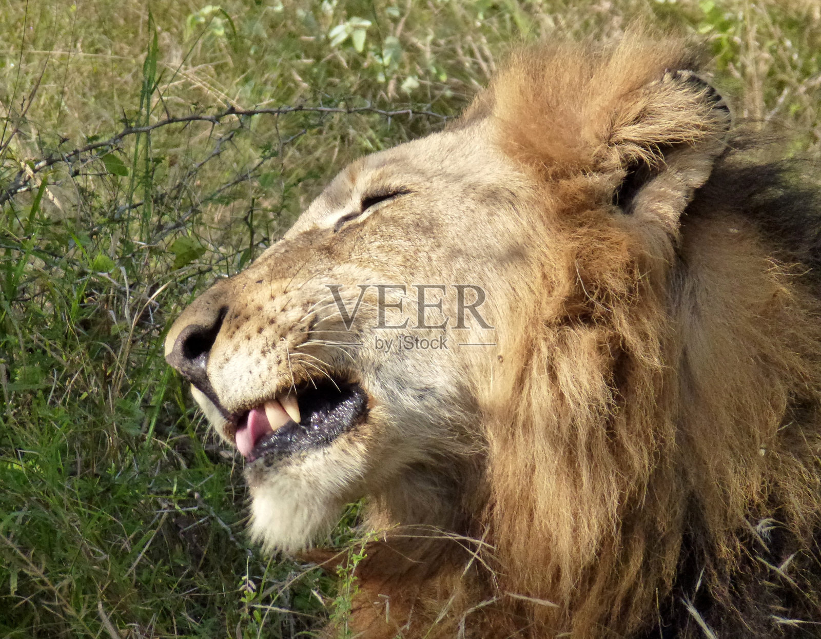 南非雄性狮子头微笑的牙齿显示闭着眼睛照片摄影图片
