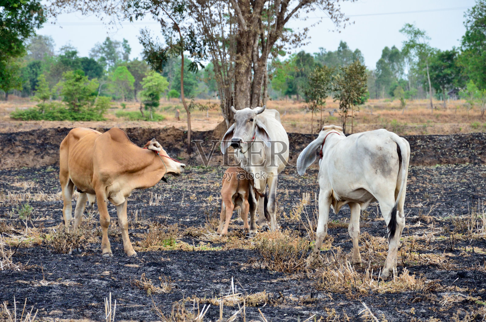 热带地区的牛哺乳动物照片摄影图片