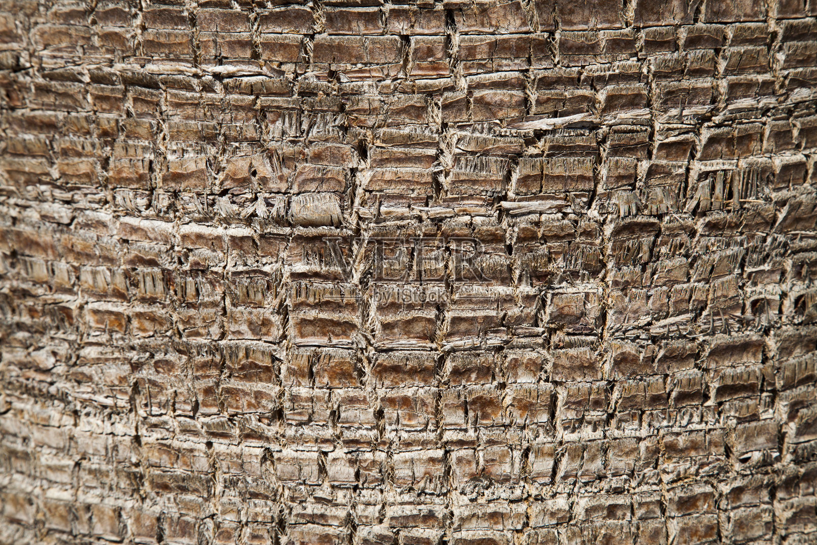 树干的细节照片摄影图片