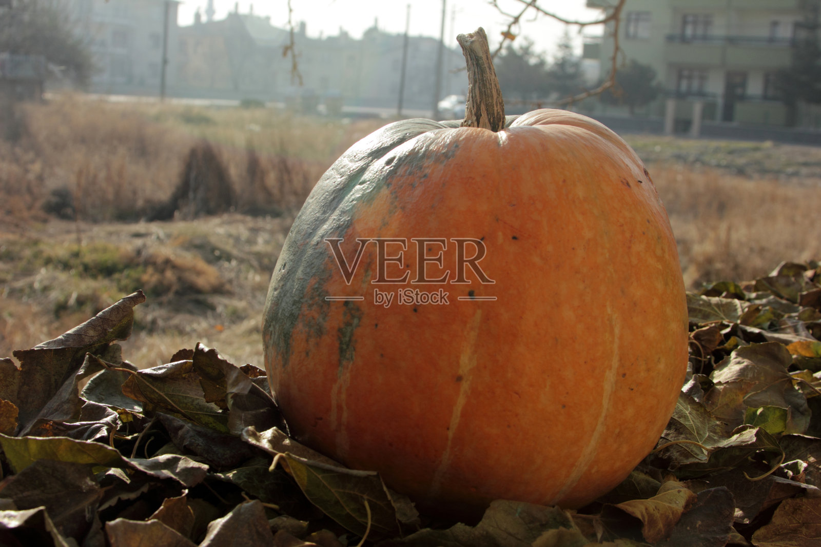 南瓜照片摄影图片