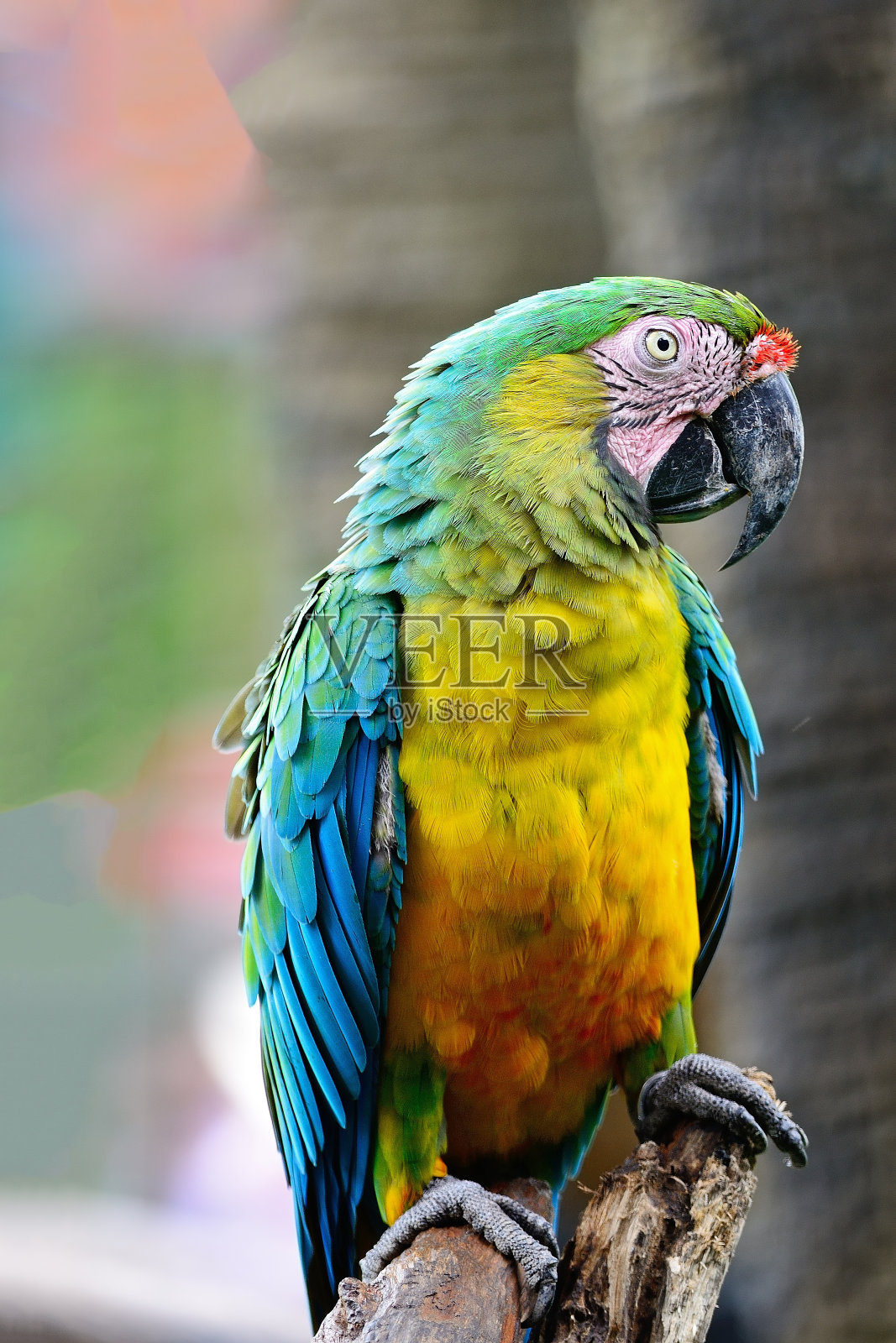 丑角金刚鹦鹉照片摄影图片