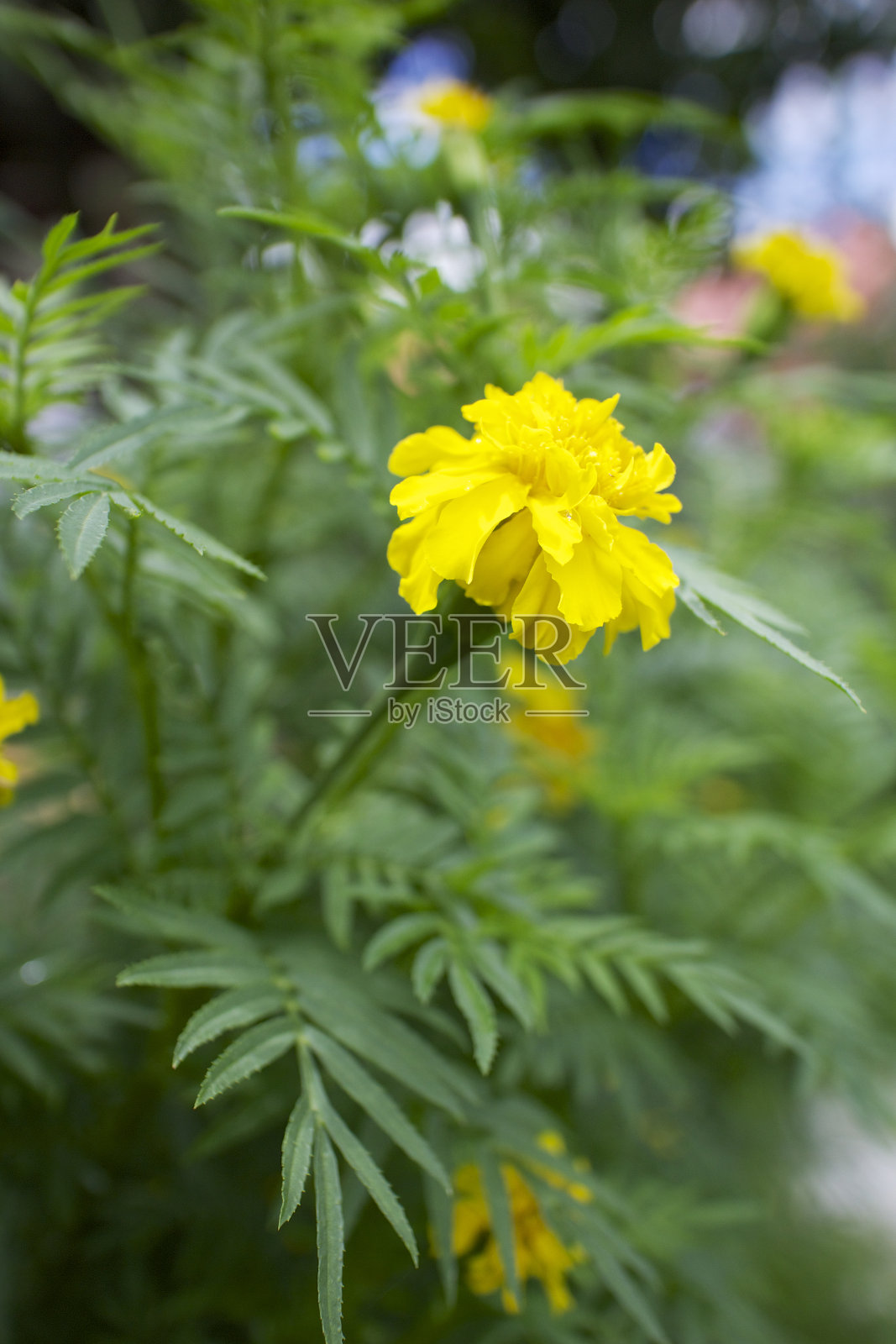 金盏花花照片摄影图片