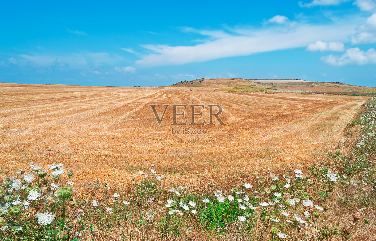 黄色的领域照片摄影图片