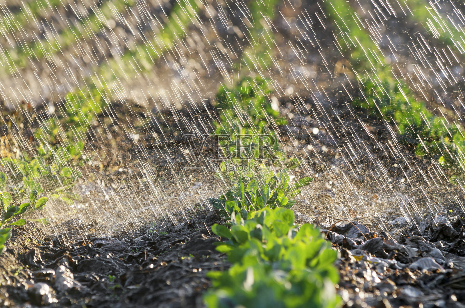 直浇白菜苗照片摄影图片