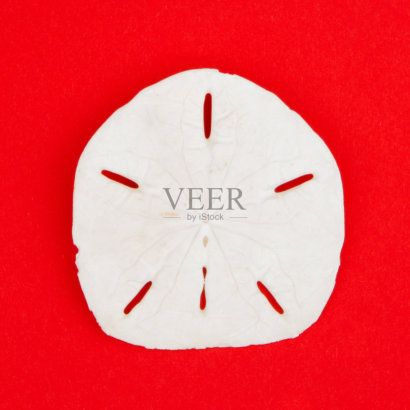 沙美元海贝照片摄影图片