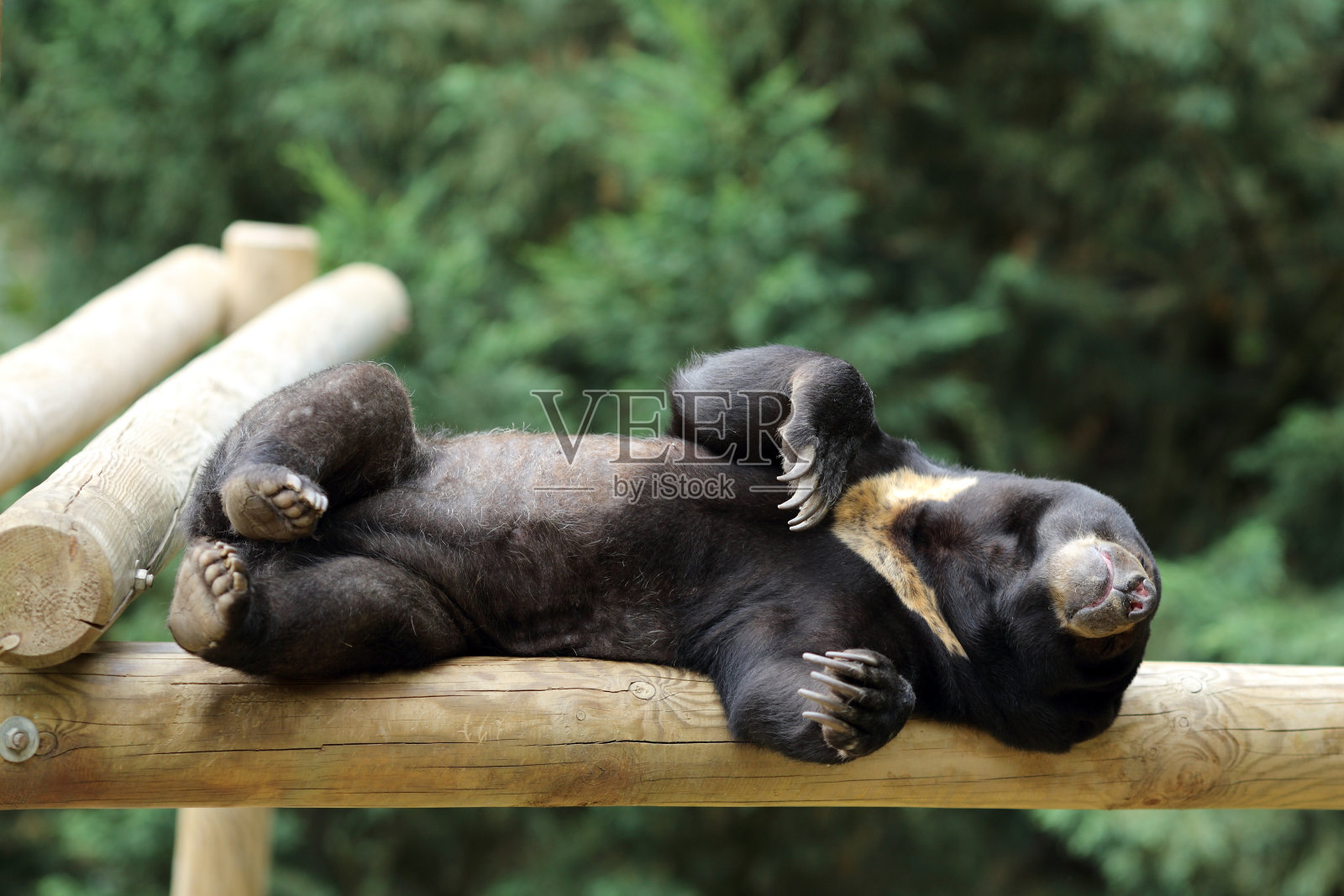 太阳熊照片摄影图片