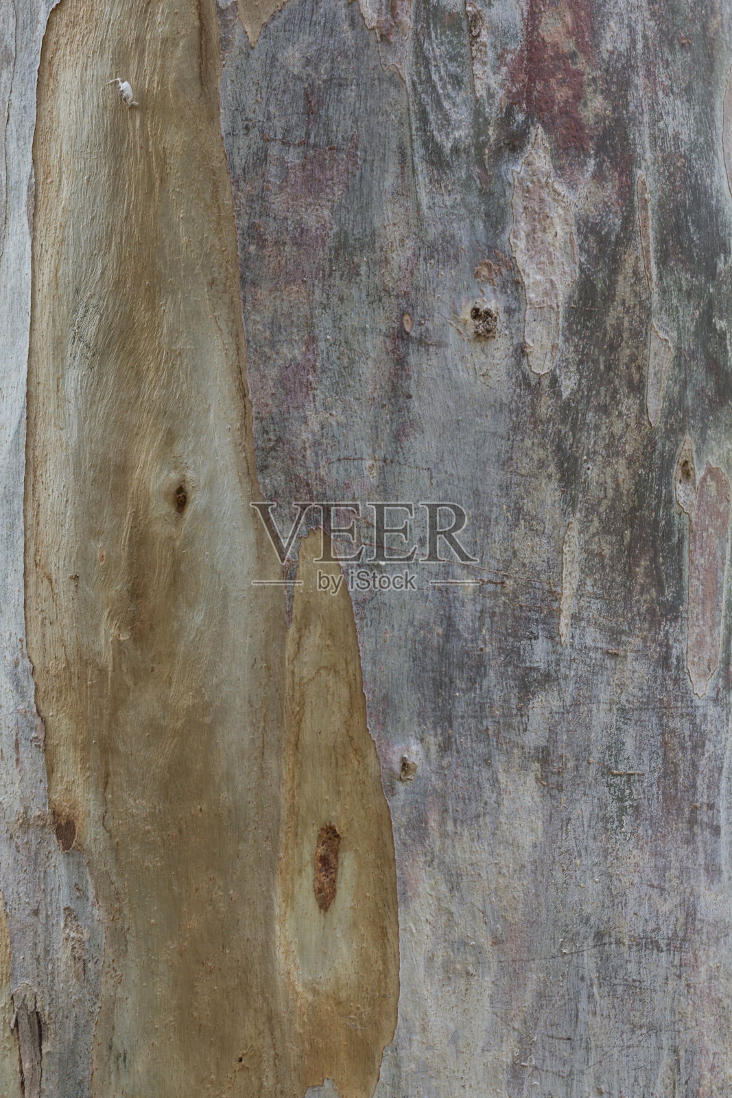 桉树树皮照片摄影图片