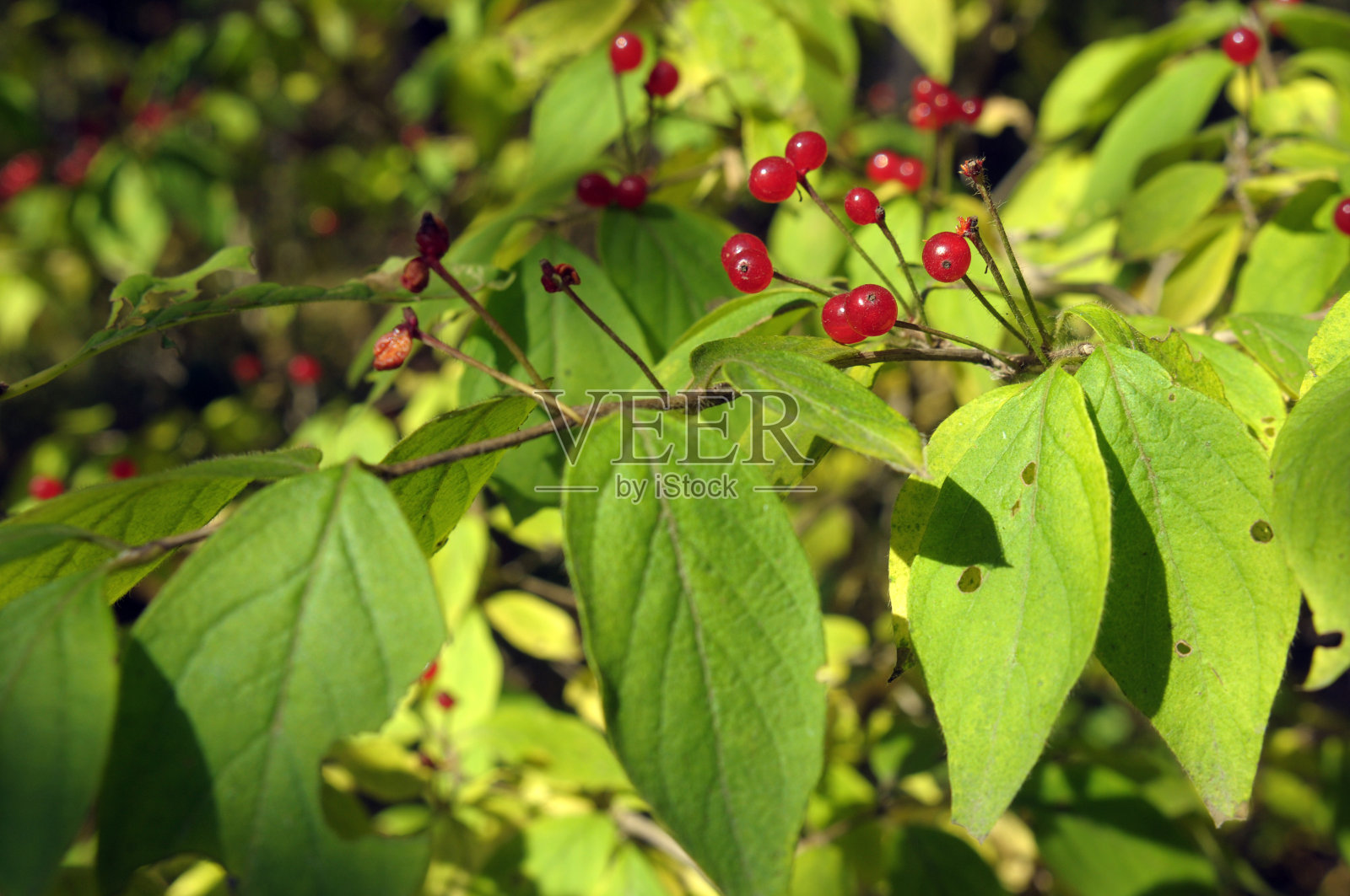 红色浆果照片摄影图片