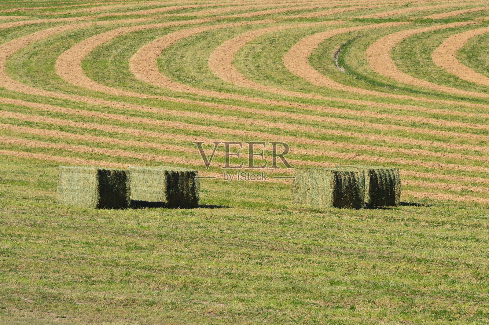 收割干草照片摄影图片