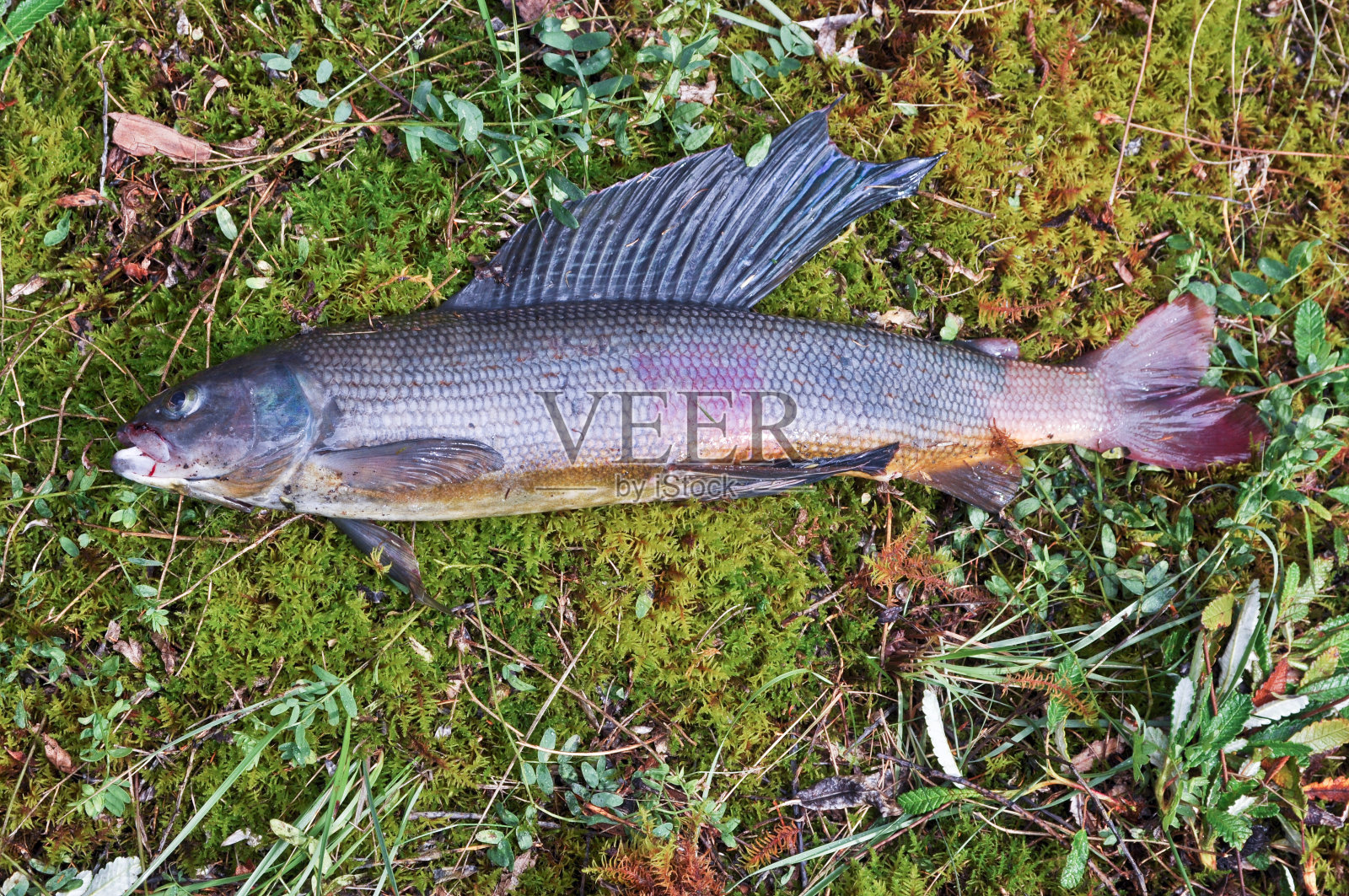 西伯利亚格雷林。照片摄影图片
