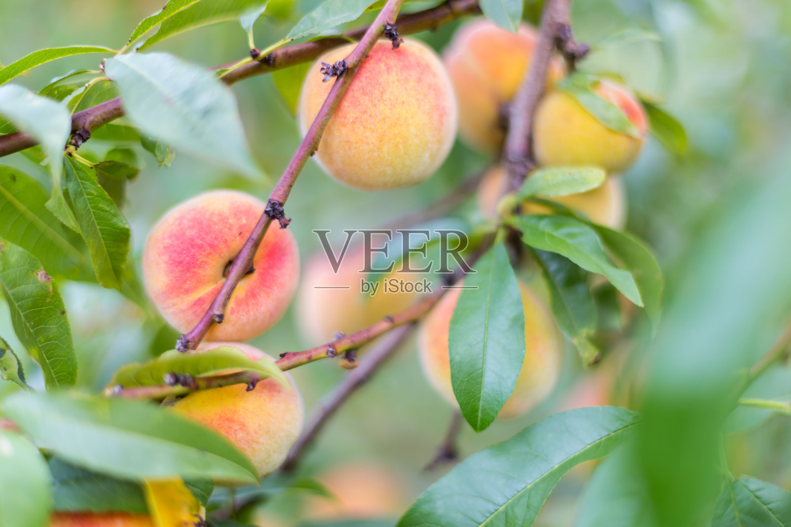 树上的桃子照片摄影图片