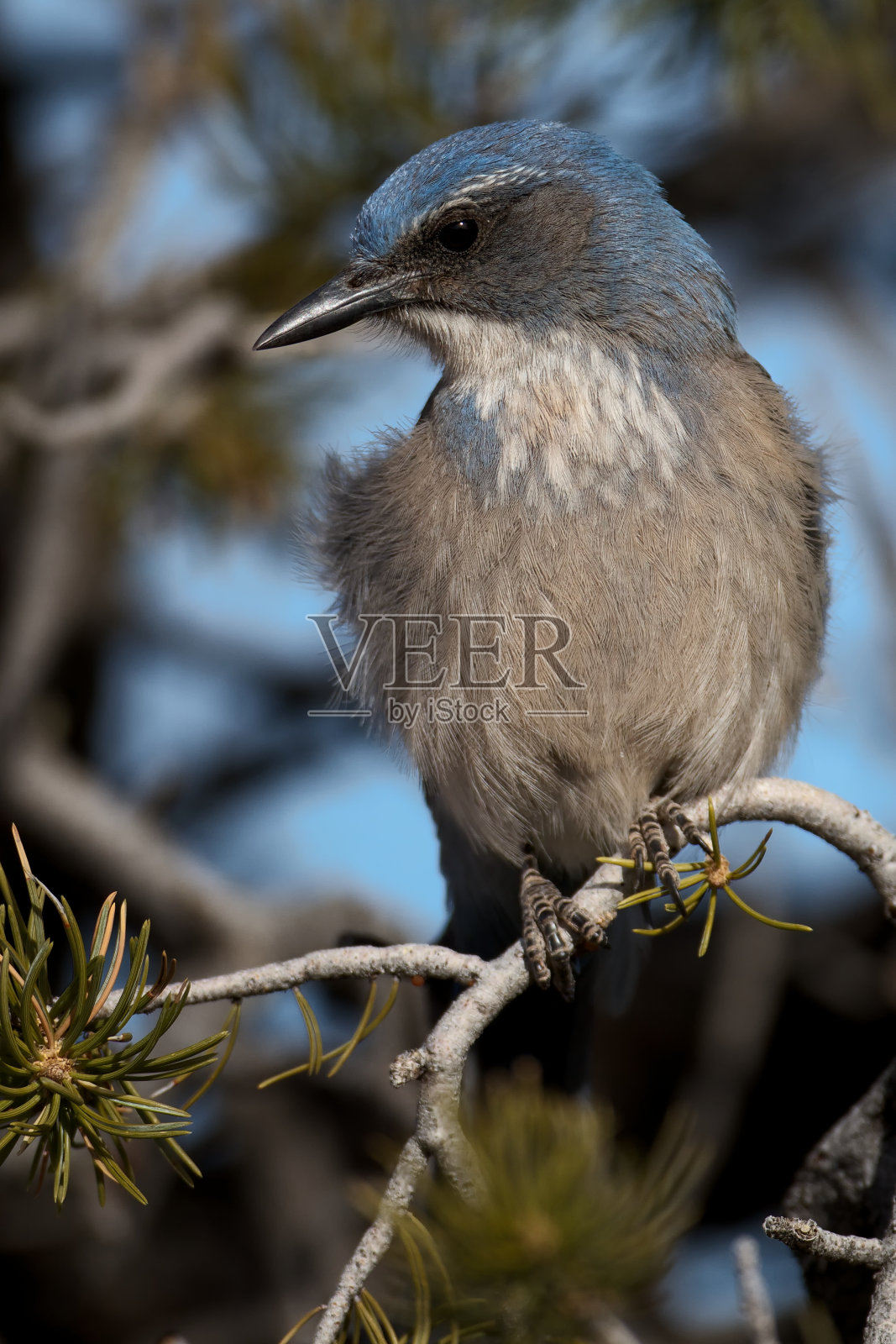 西部灌木鸦在树枝上照片摄影图片