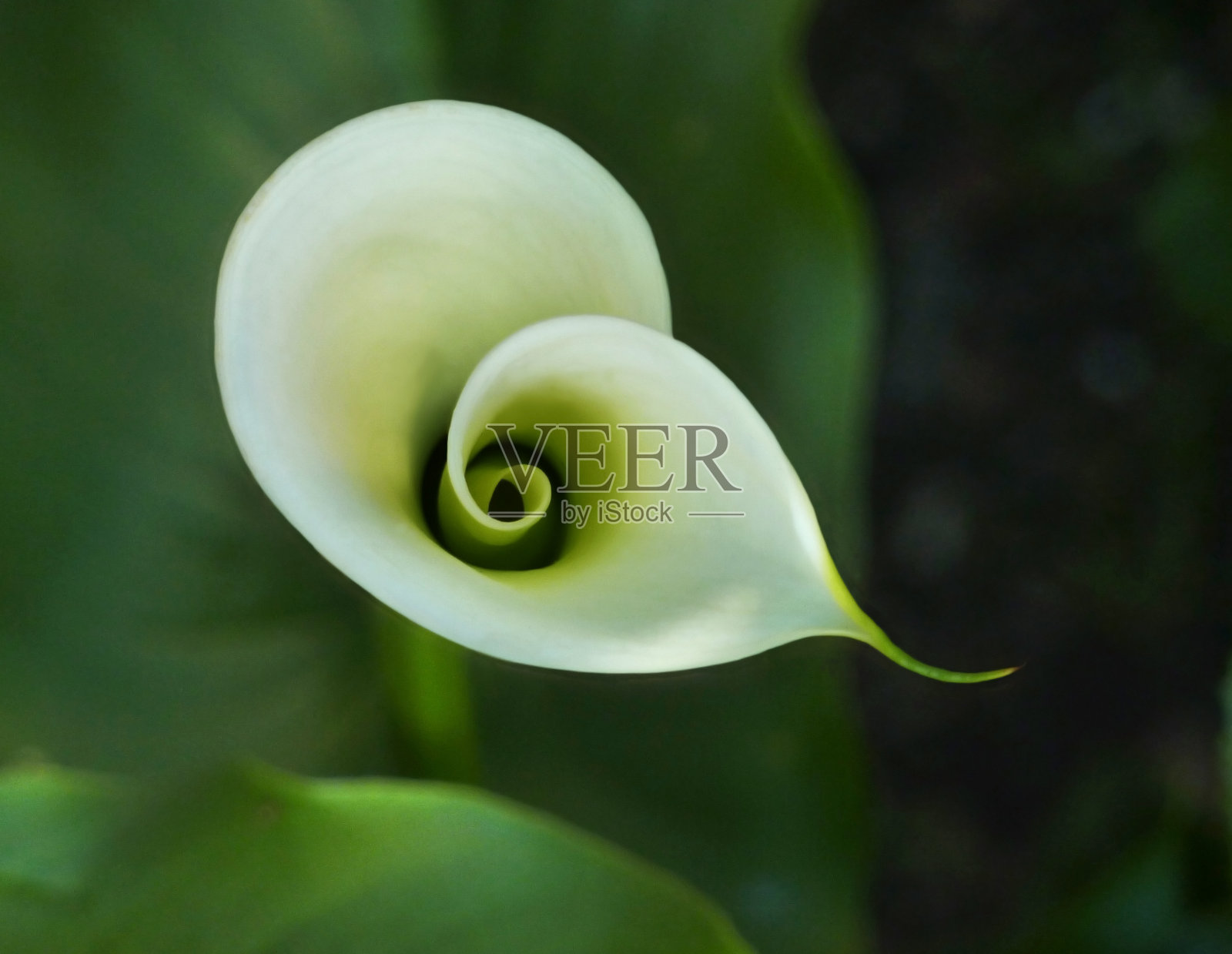 马蹄莲螺旋照片摄影图片