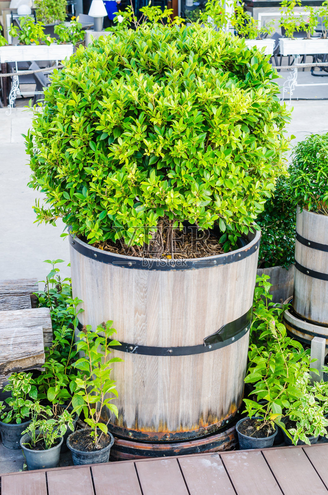 树照片摄影图片