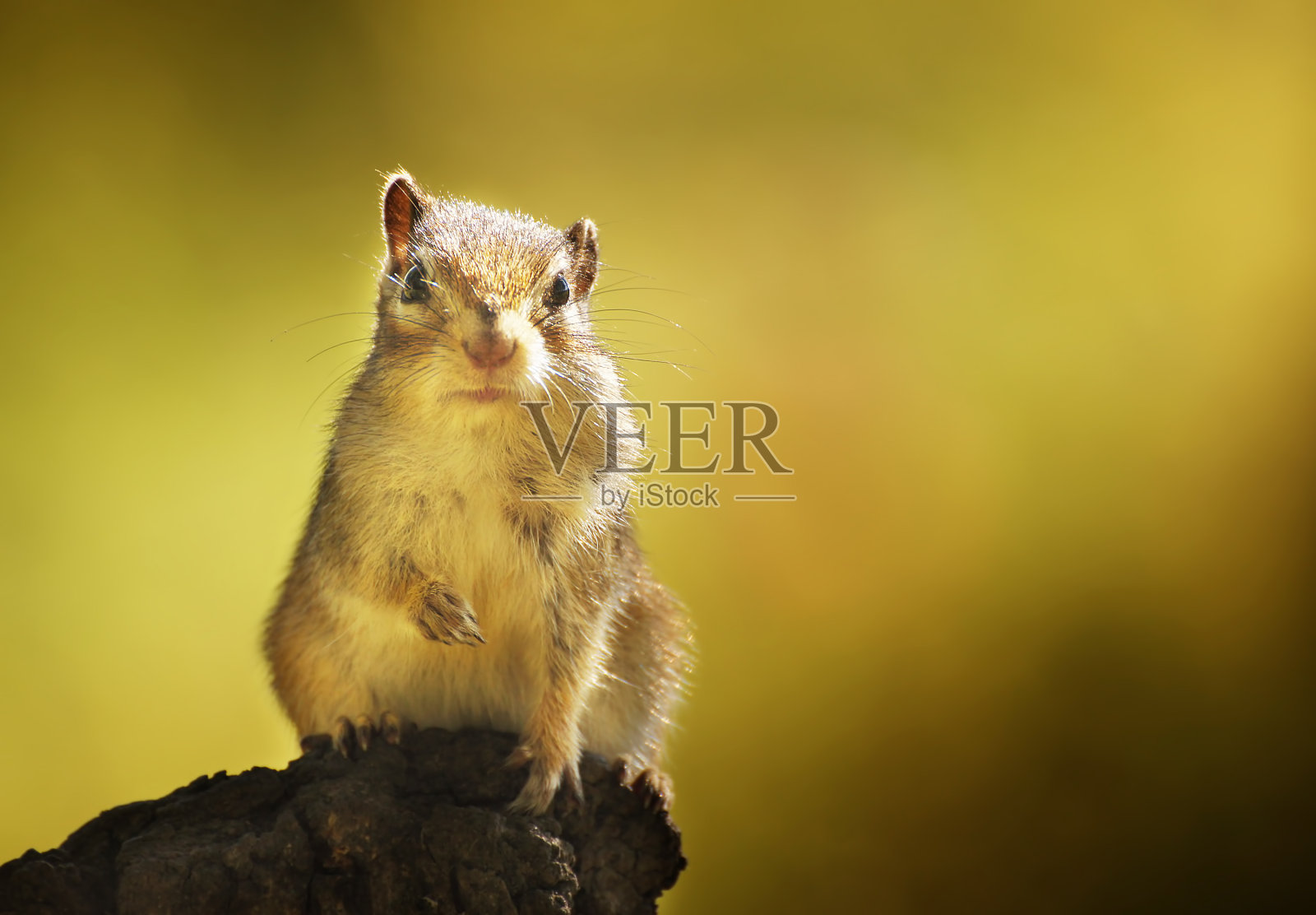 秋天树林里的花栗鼠照片摄影图片
