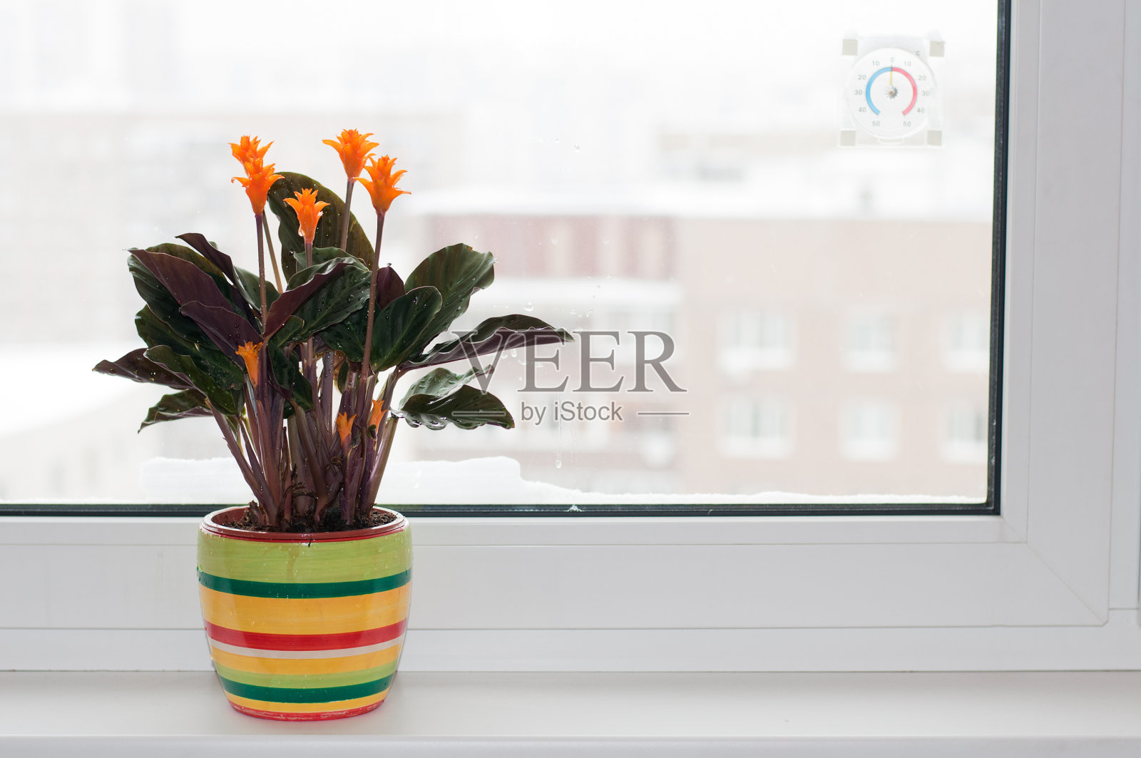 室内窗台上的花喀拉蒂雅照片摄影图片