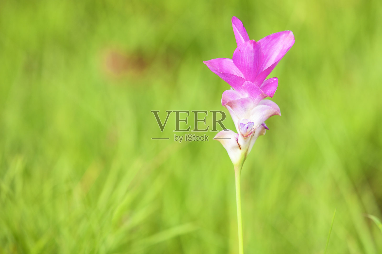 暹罗郁金香照片摄影图片