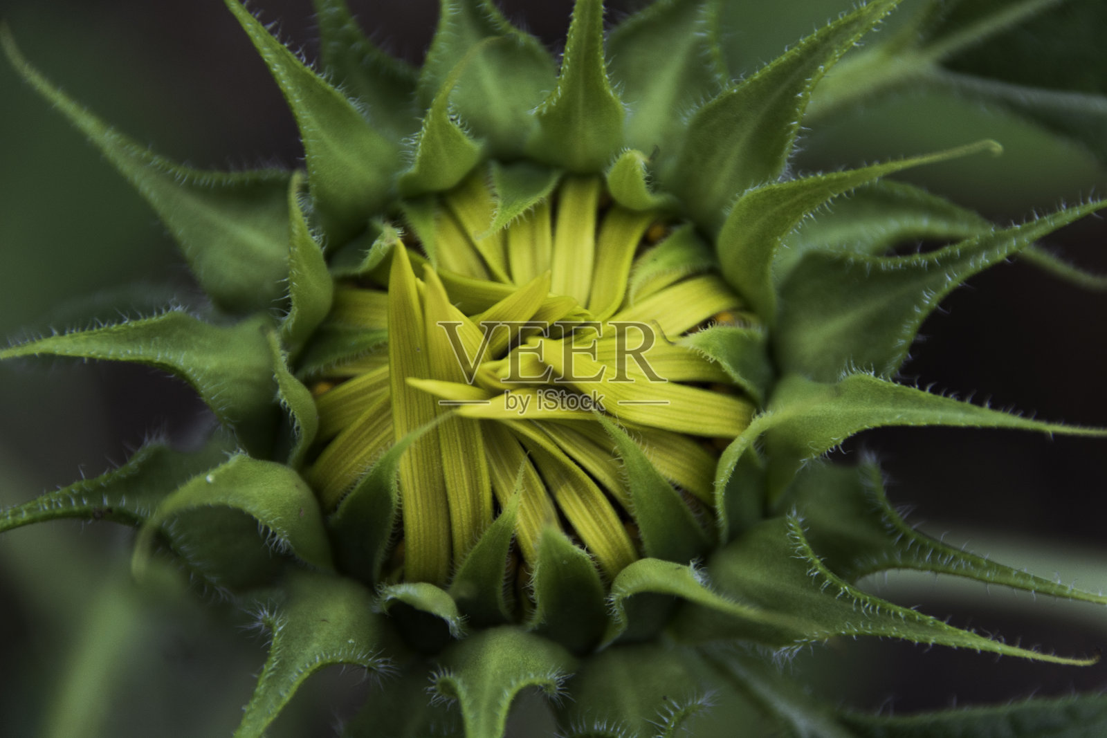 向日葵向太阳闭合照片摄影图片