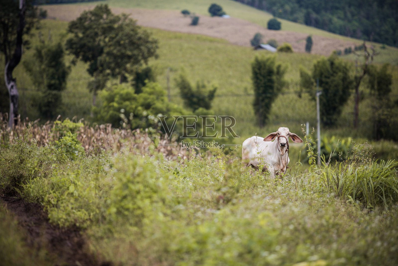 泰国的牛照片摄影图片