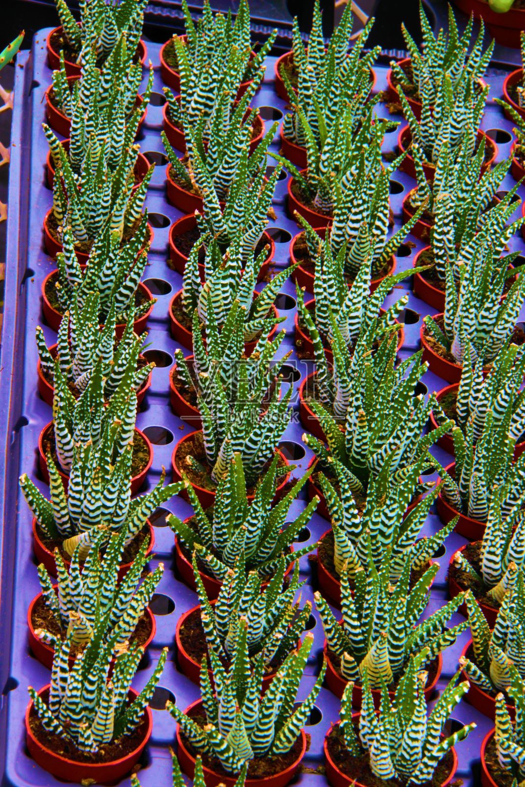 斑马仙人掌植物照片摄影图片