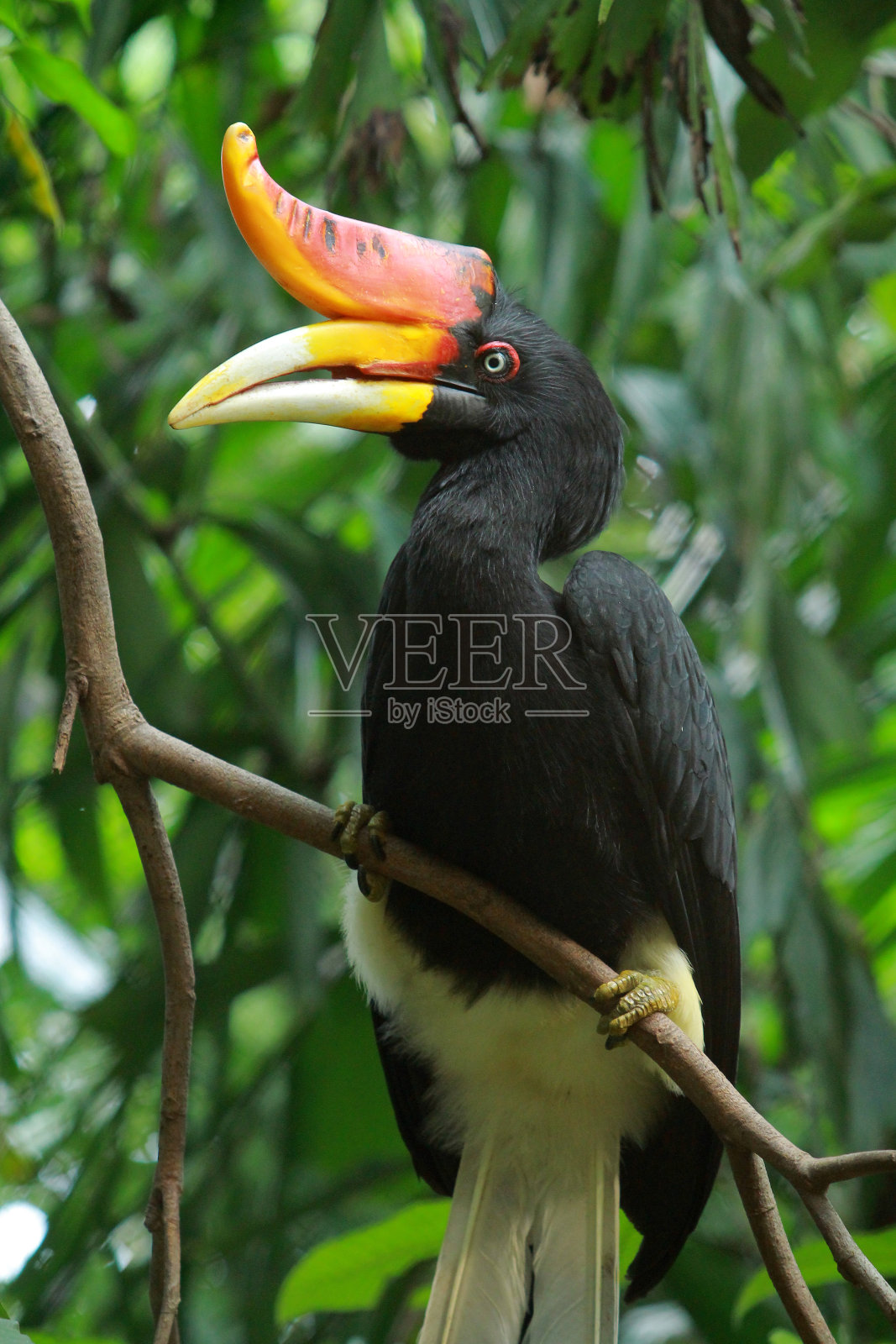 鸟栖息在树上的特写镜头照片摄影图片