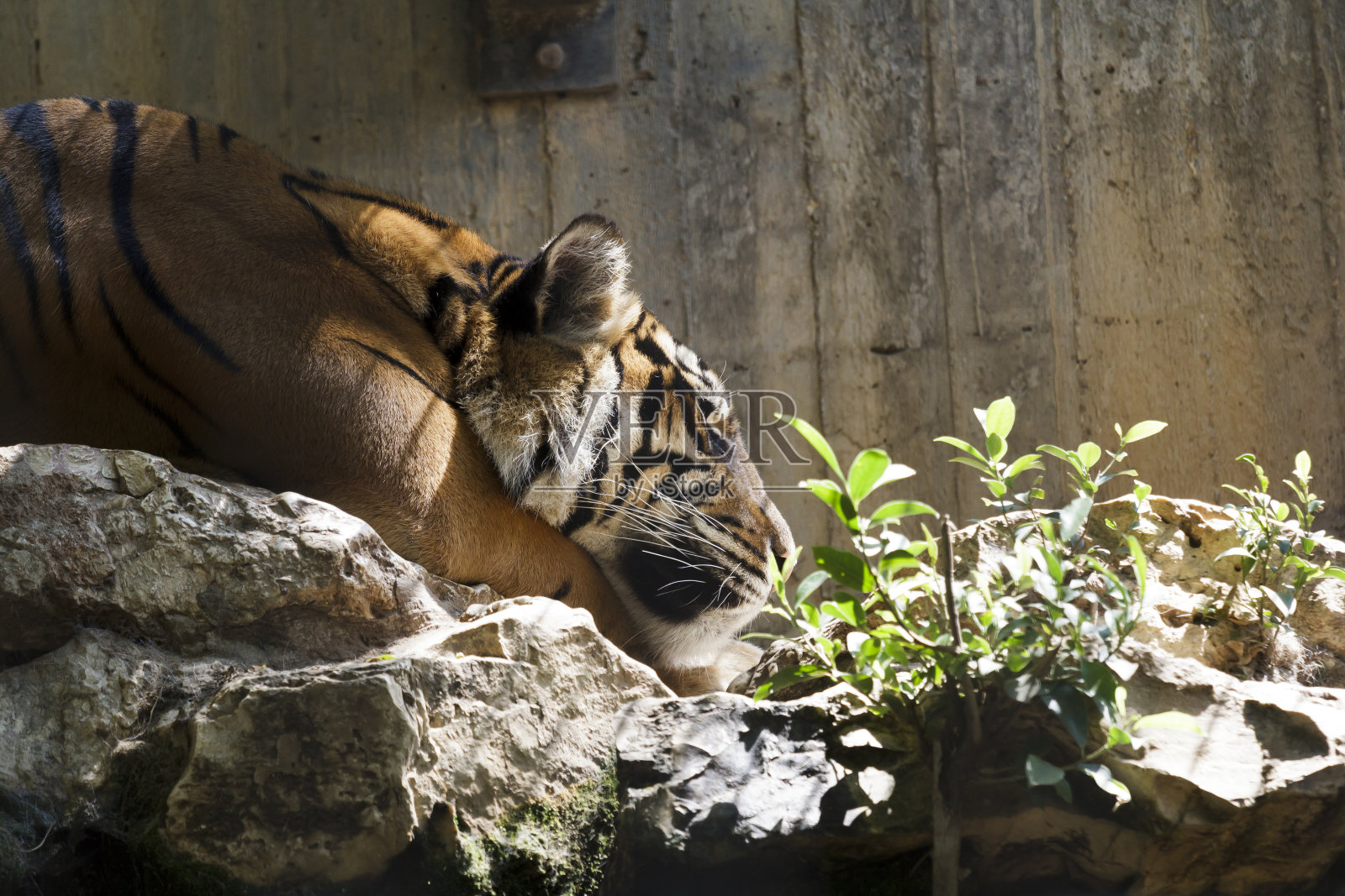 老虎照片摄影图片