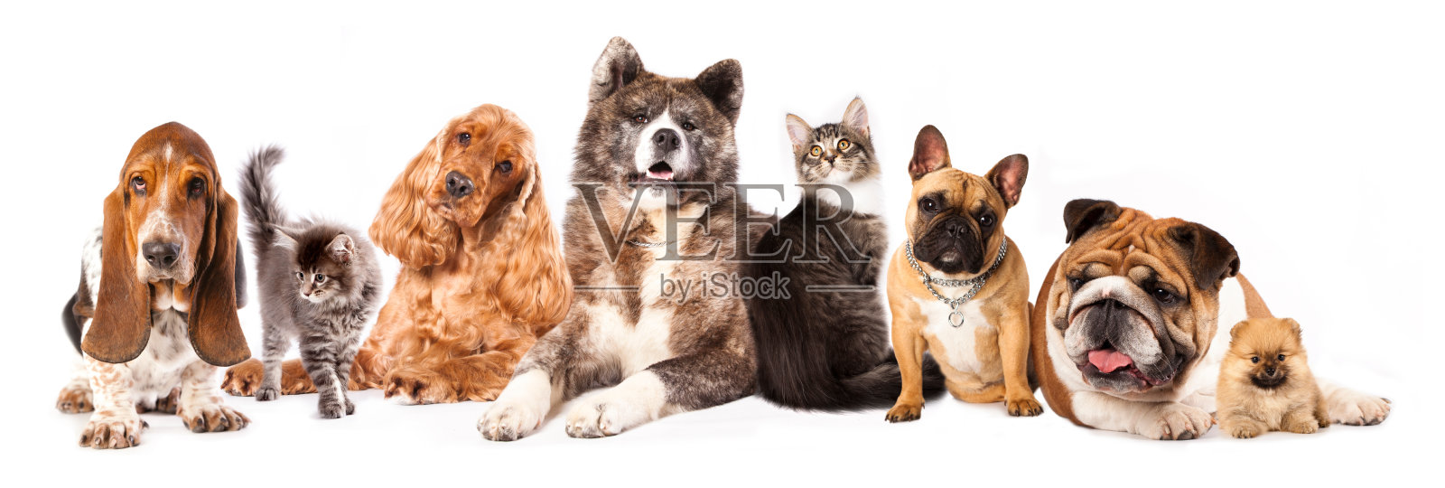 狗和猫的品种不同照片摄影图片