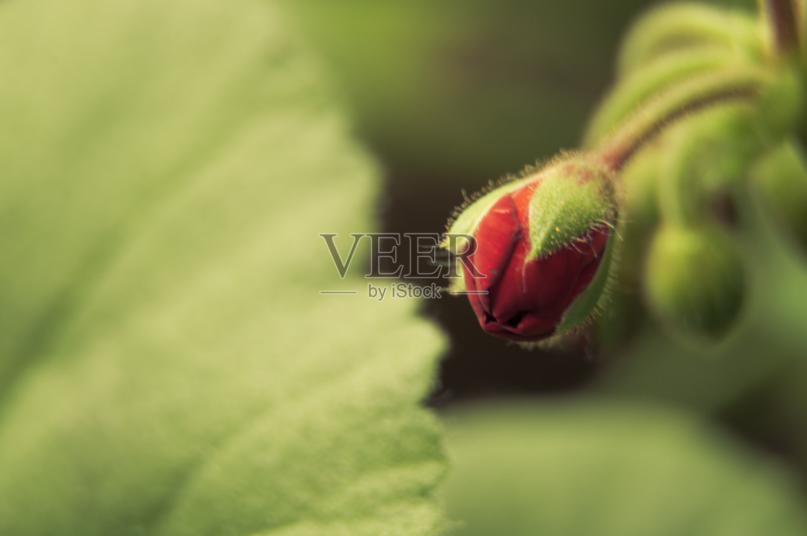 红花特写照片摄影图片