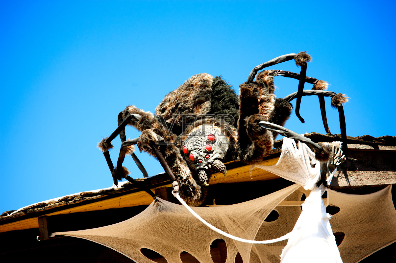 万圣节的蜘蛛照片摄影图片