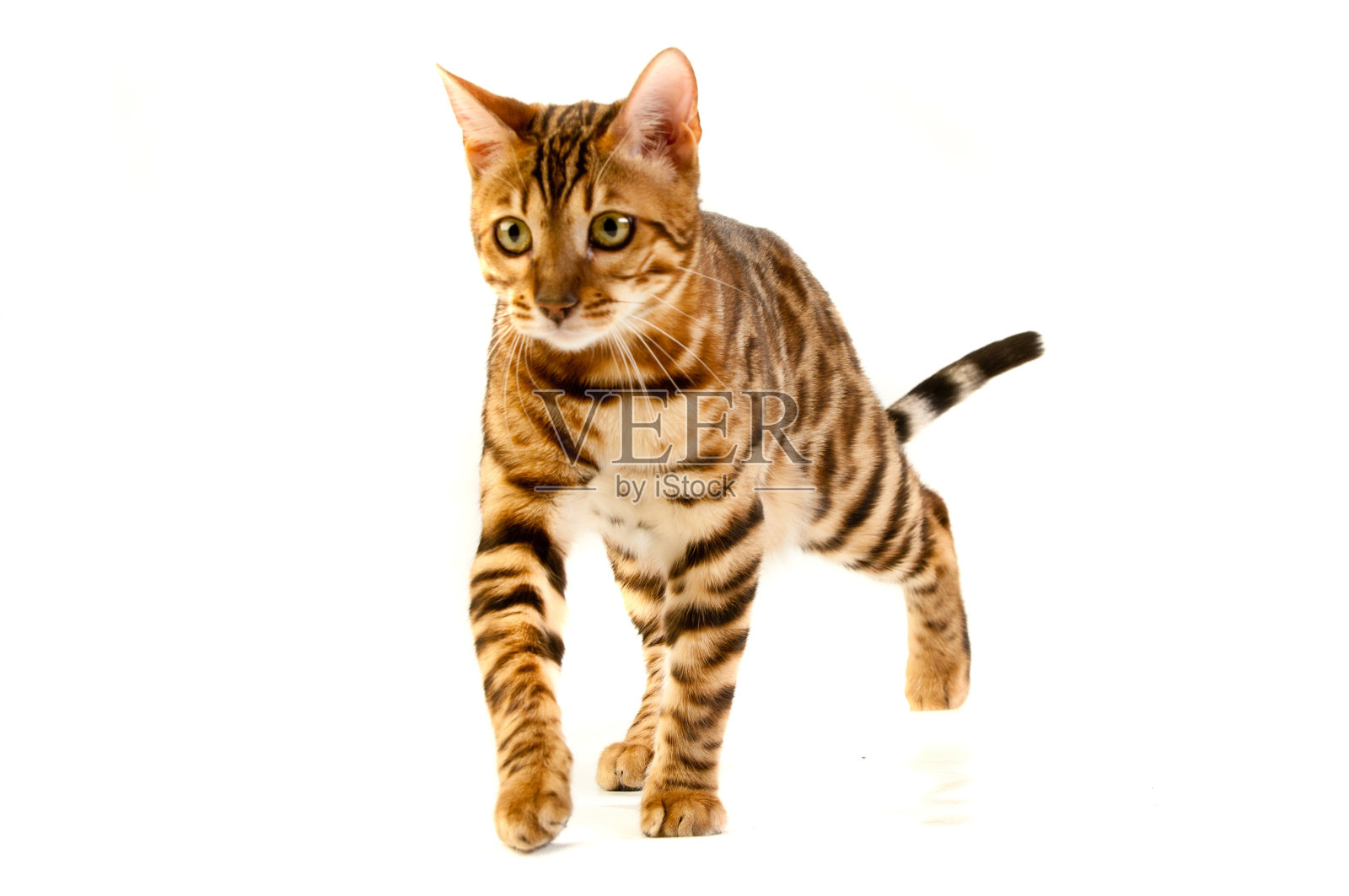 猫照片摄影图片