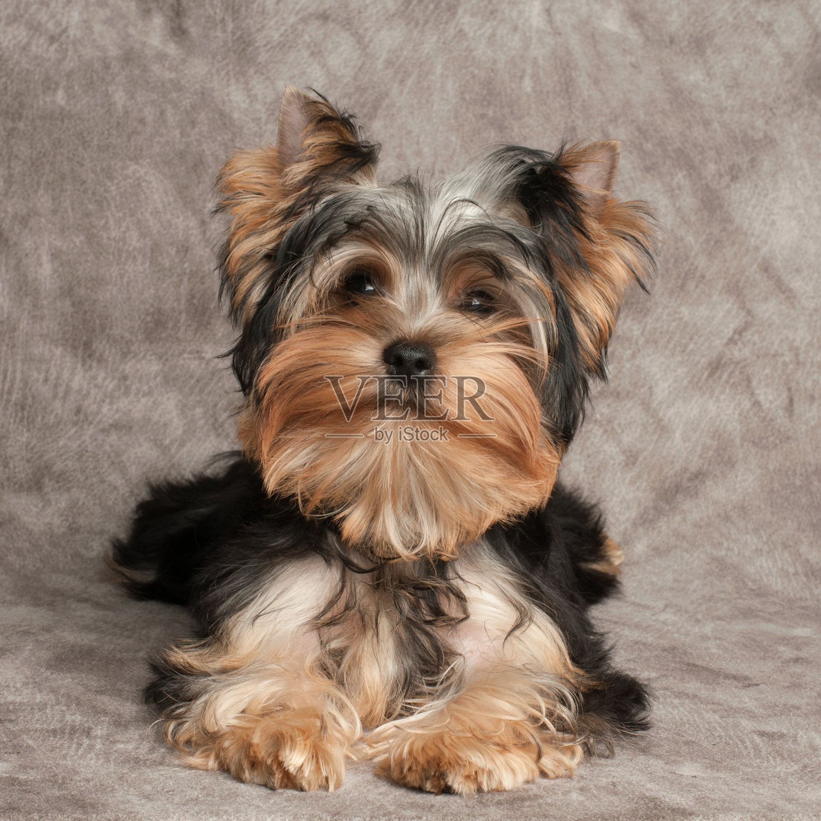 一个毛茸茸的小狗照片摄影图片