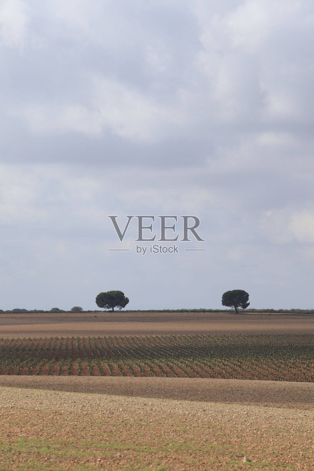 卡斯蒂利亚-拉曼恰田野照片摄影图片