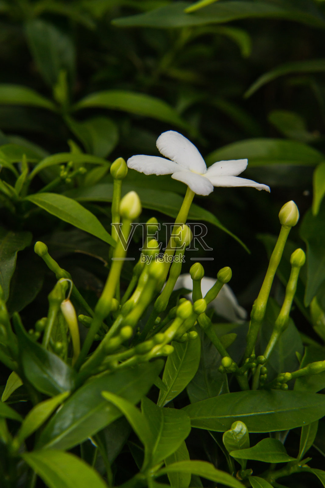 宏 - 泰国穆雷拉恐慌照片摄影图片