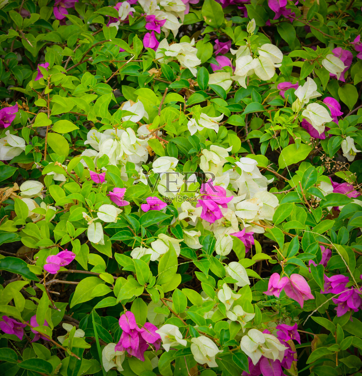 花照片摄影图片