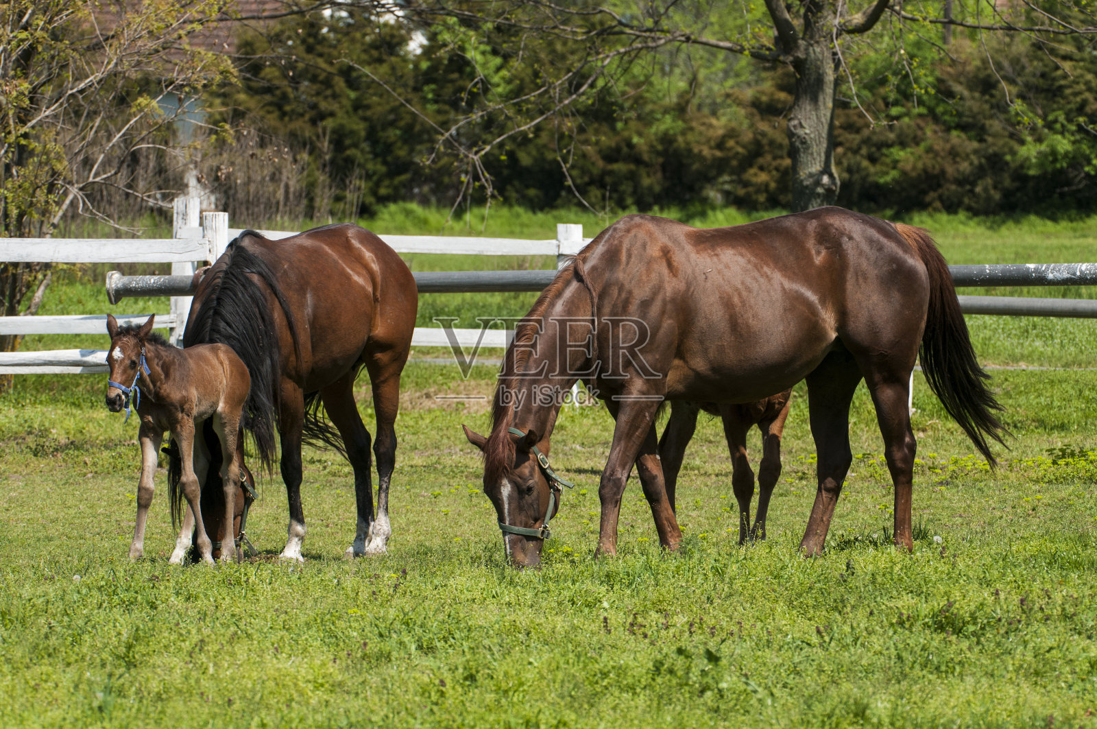 母马和马驹照片摄影图片