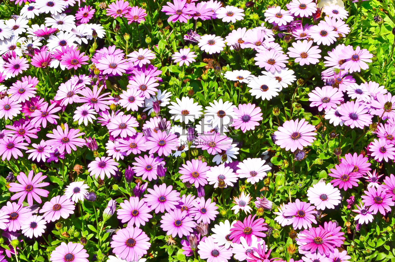 粉白雏菊照片摄影图片