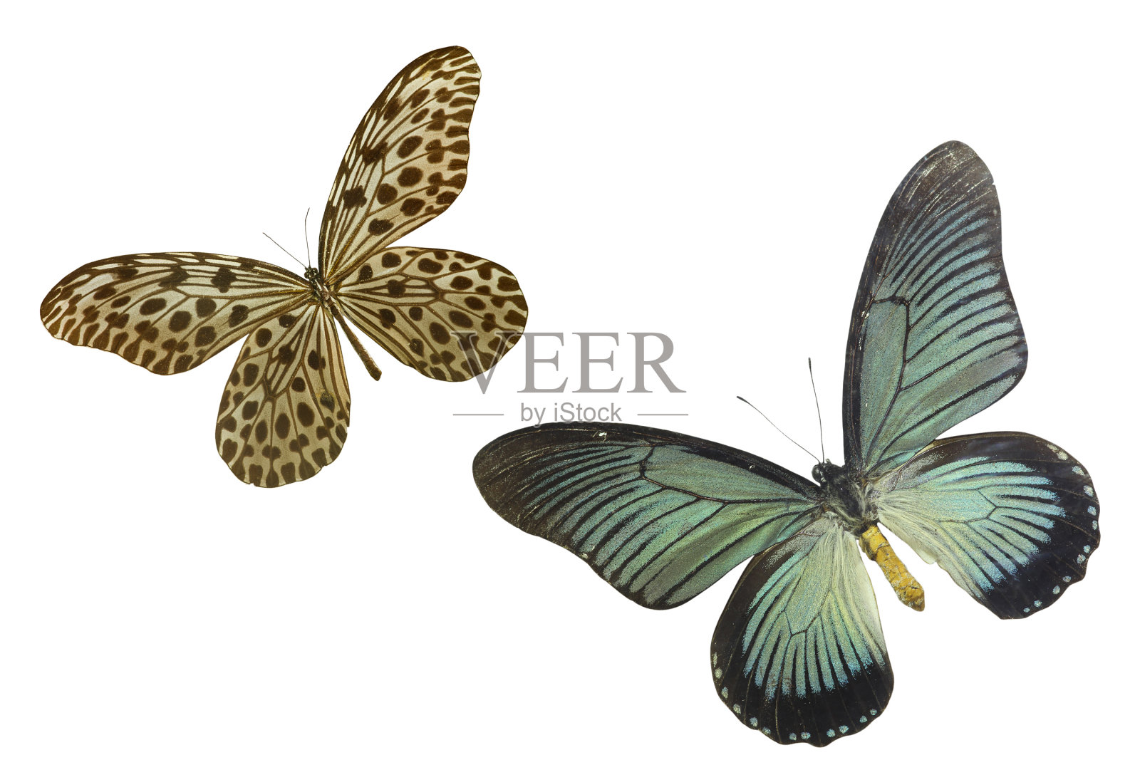 在白色的蝴蝶照片摄影图片