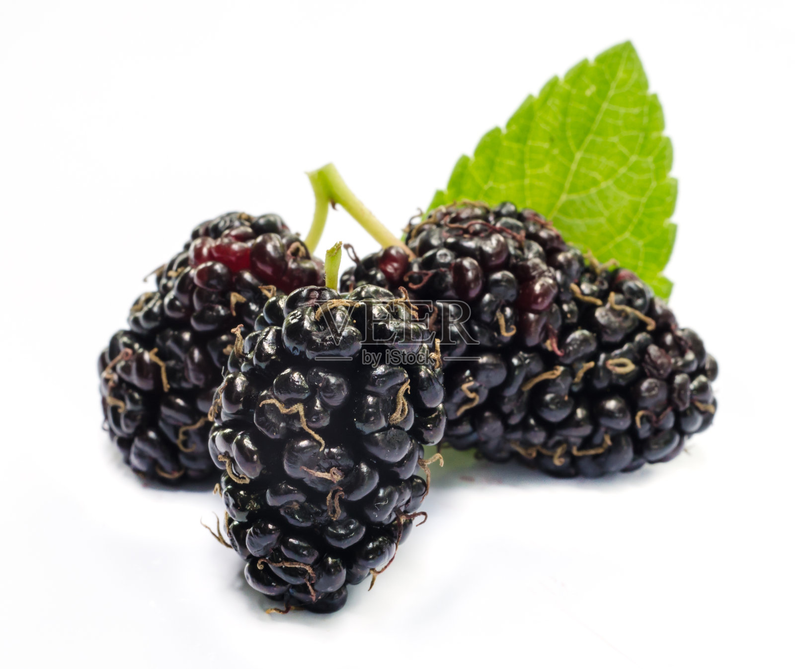 桑照片摄影图片