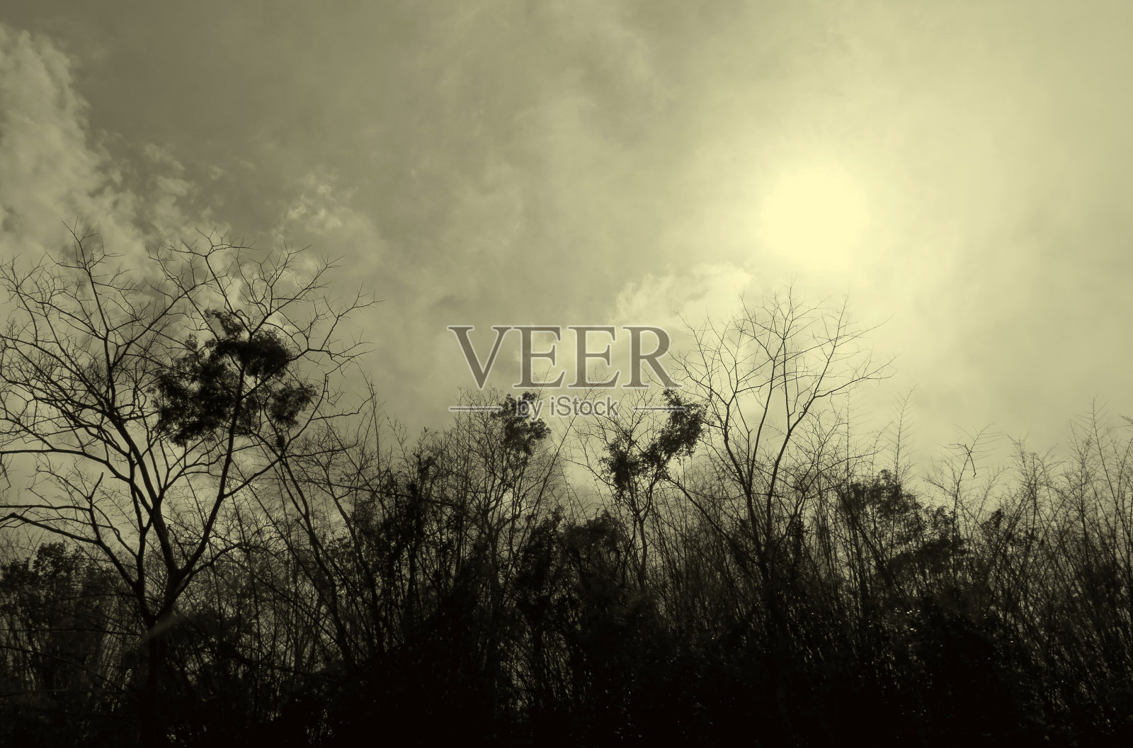 干树和竹枝照片摄影图片