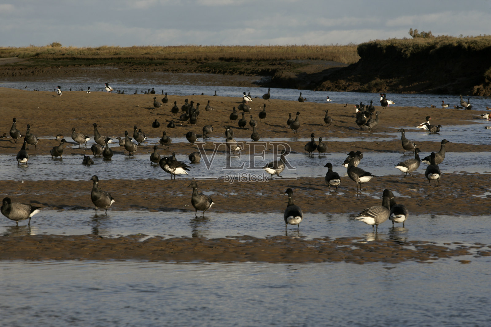 Brent goose，黑腹，Branta bernicla照片摄影图片