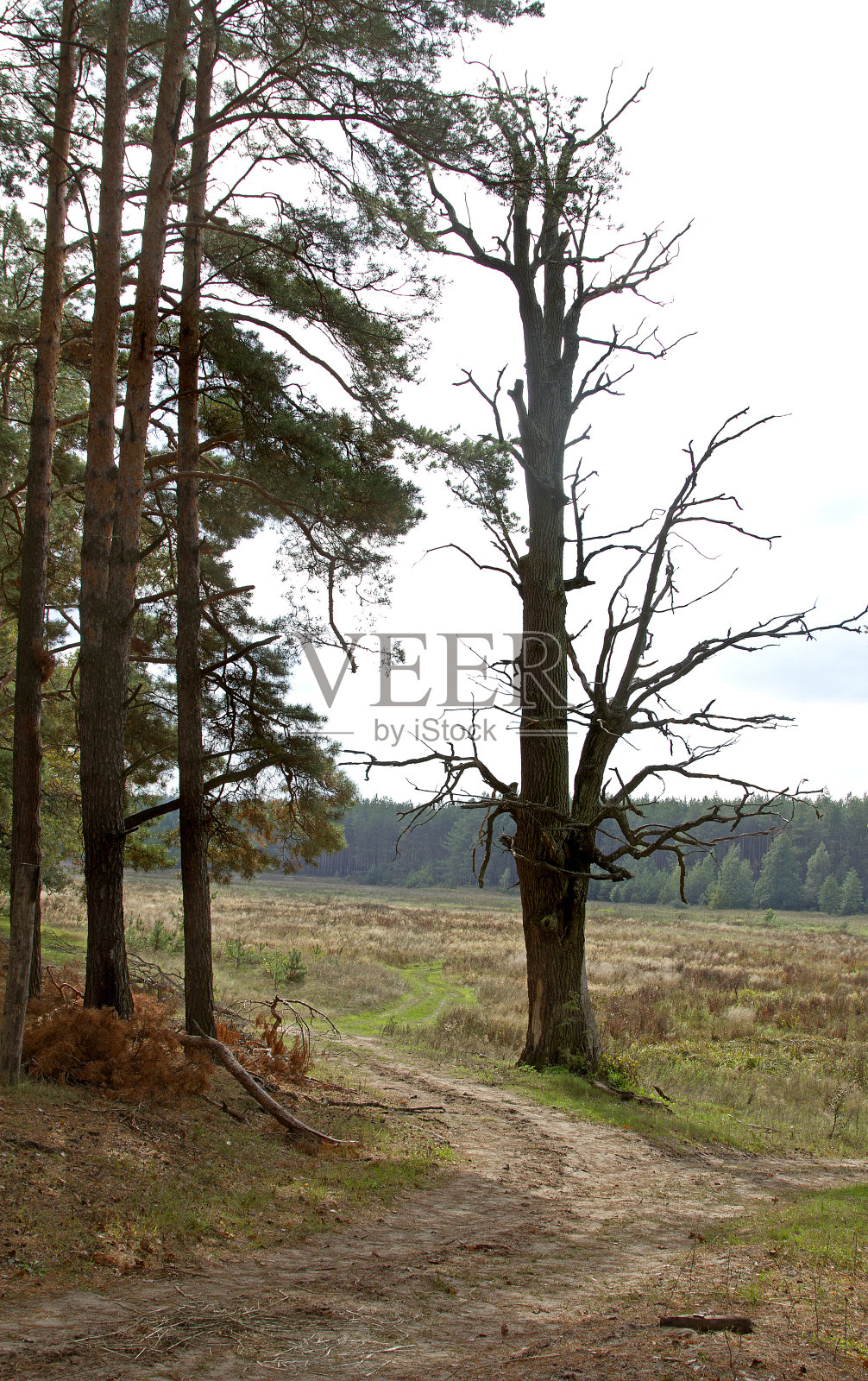 老橡树上照片摄影图片