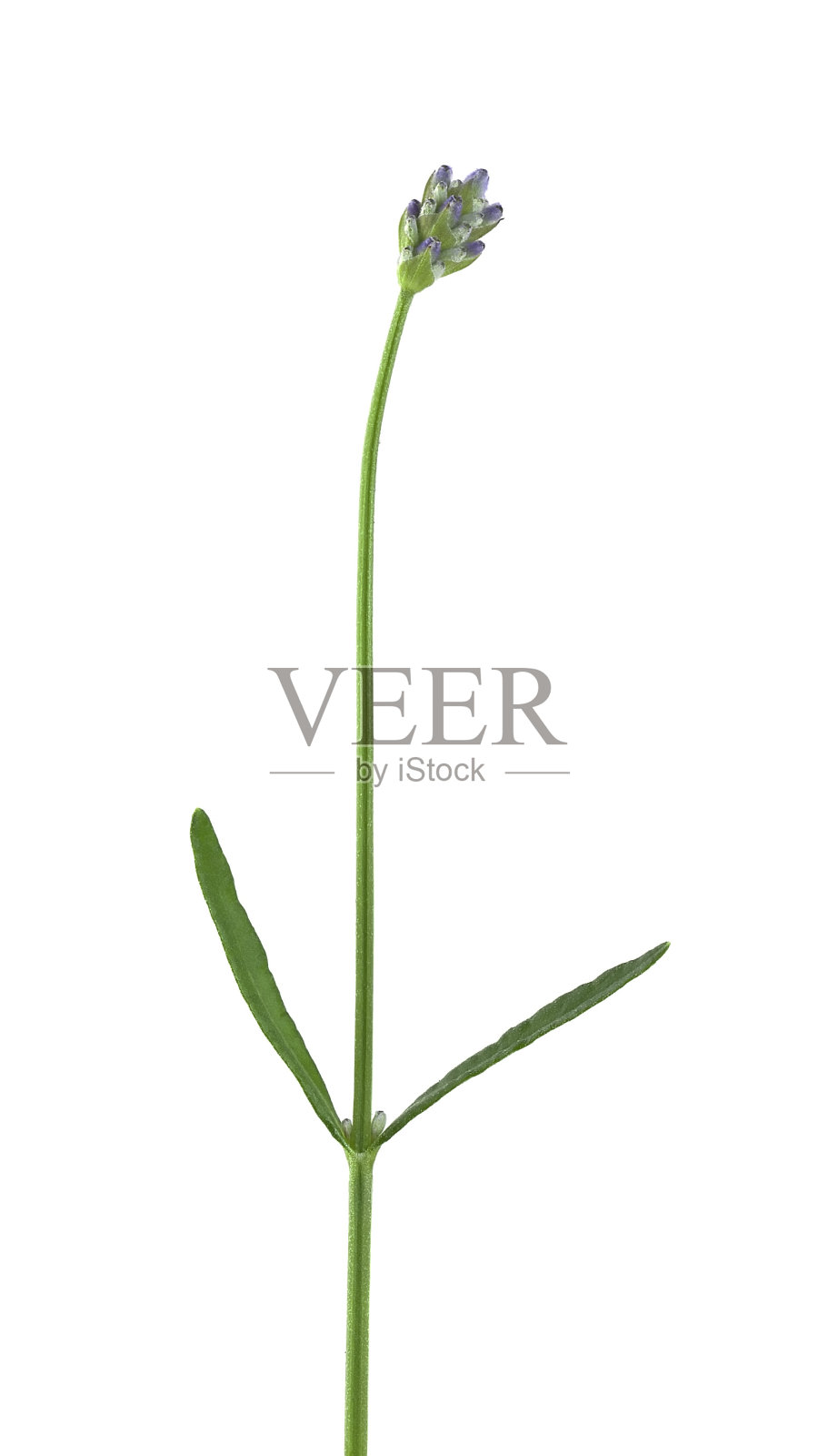 白色背景上孤立的薰衣草照片摄影图片