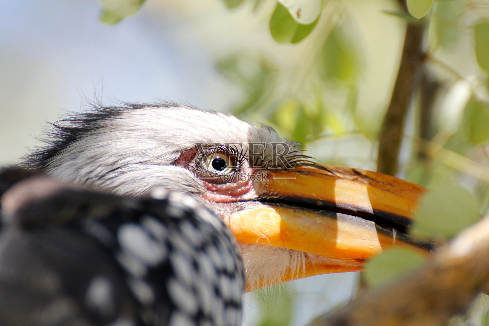 南方只犀鸟照片摄影图片