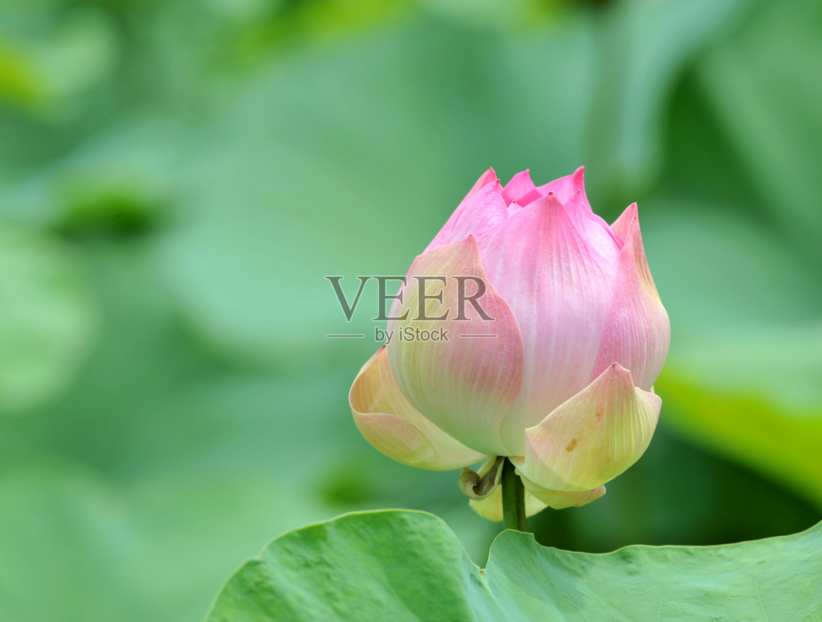 莲花照片摄影图片