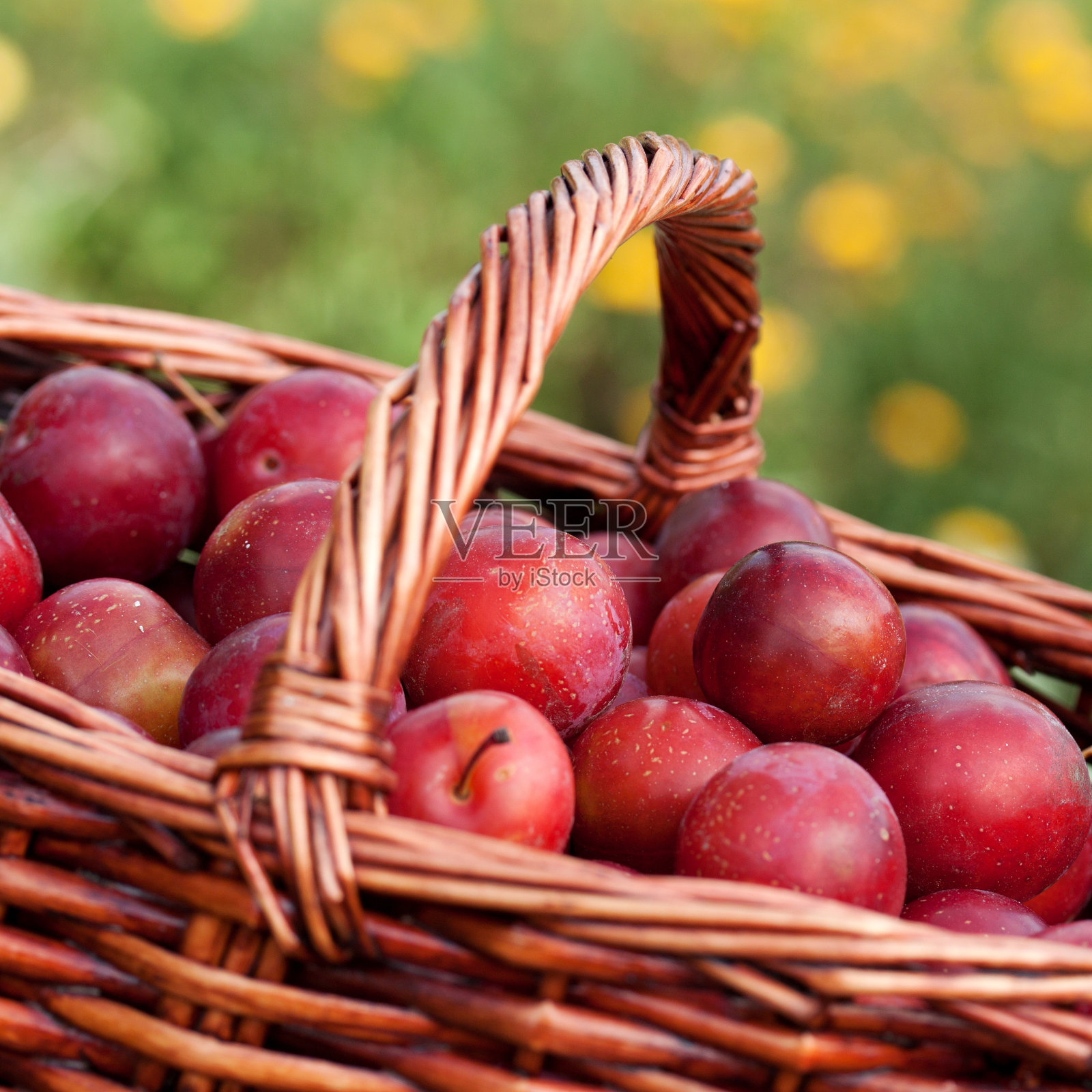 korb丰满的mirabel照片摄影图片