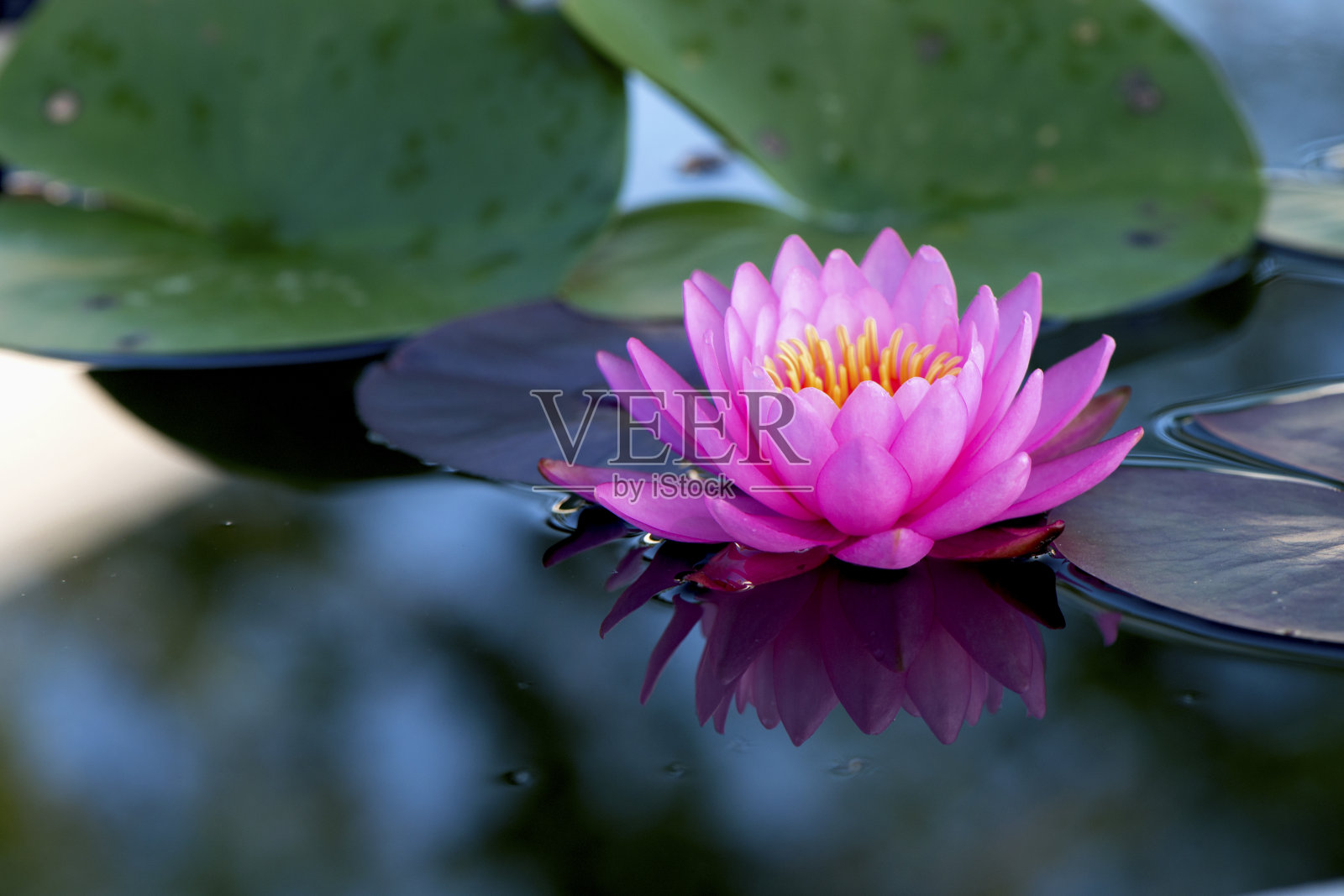 粉红色的莲花反射照片摄影图片
