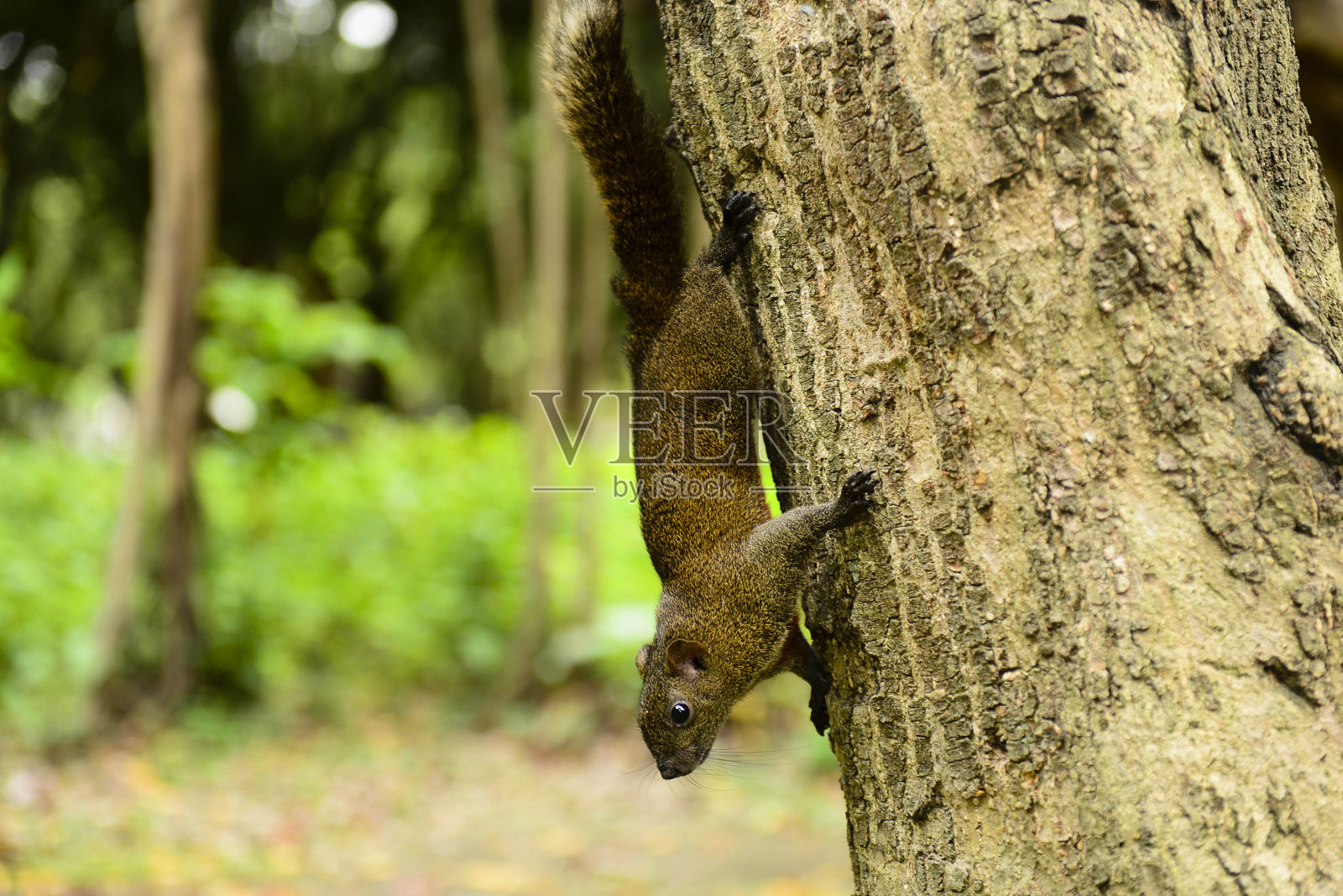 喂松鼠照片摄影图片