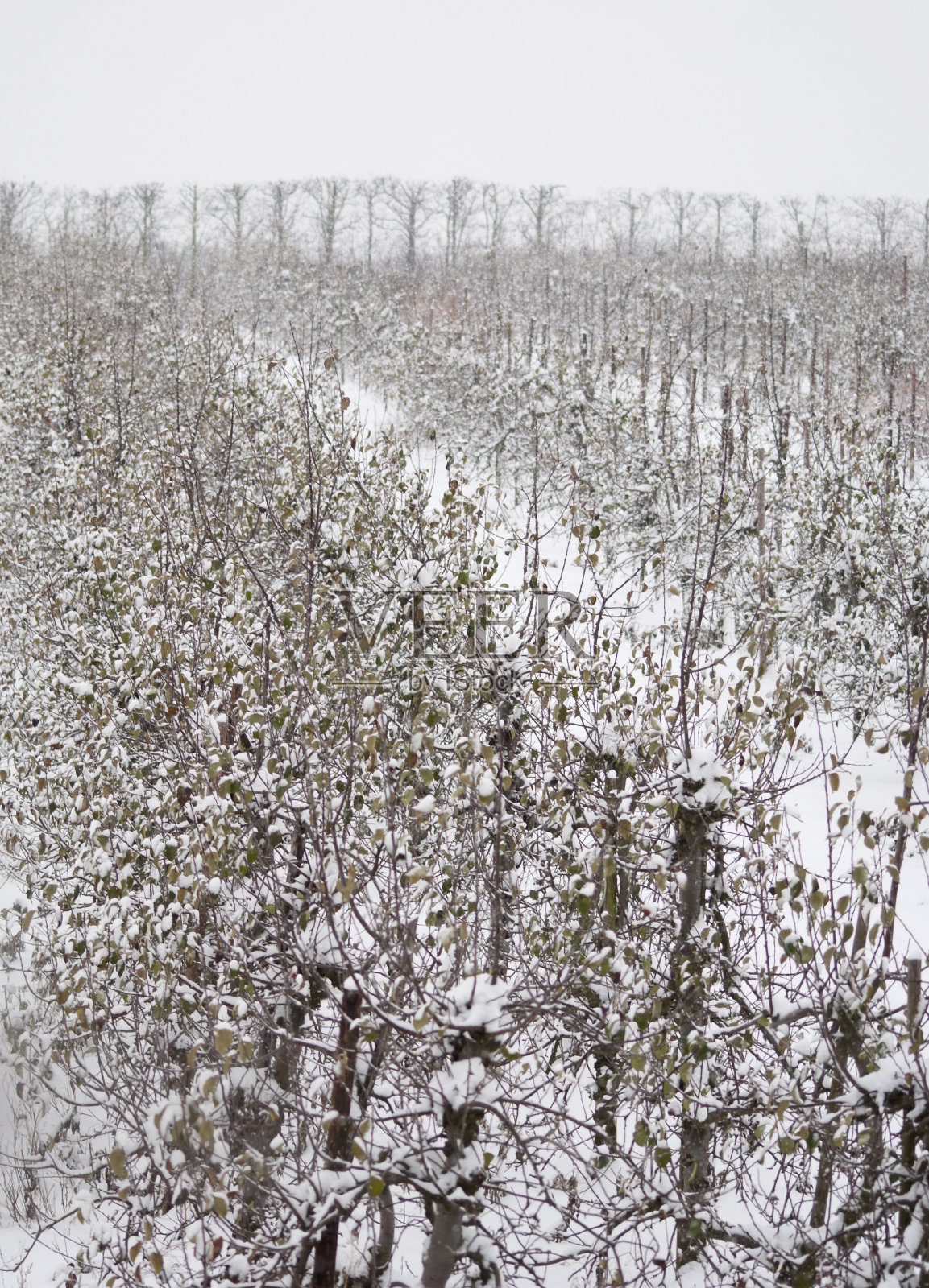 苹果在雪照片摄影图片