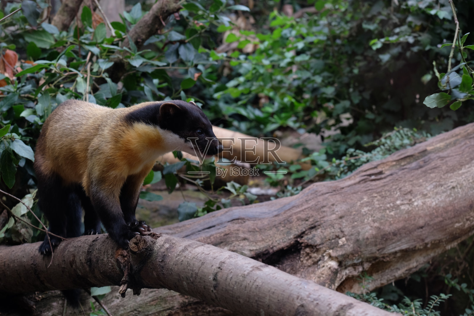 野生黄喉貂(黄喉貂)照片摄影图片